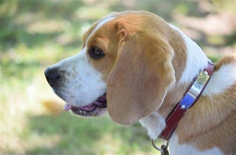 Are Beagles Good With Kids? The Complete Guide for Parents