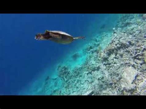 Maldives Snorkeling at Lily Beach Resort & Spa - YouTube