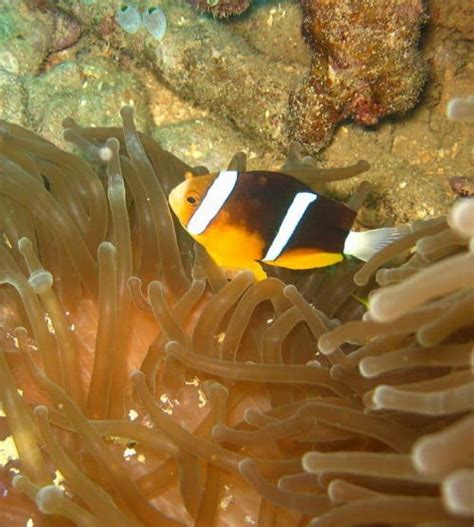 √ 23 Jenis Ikan Badut (Clownfish) dan Harganya - Binatang Peliharaan