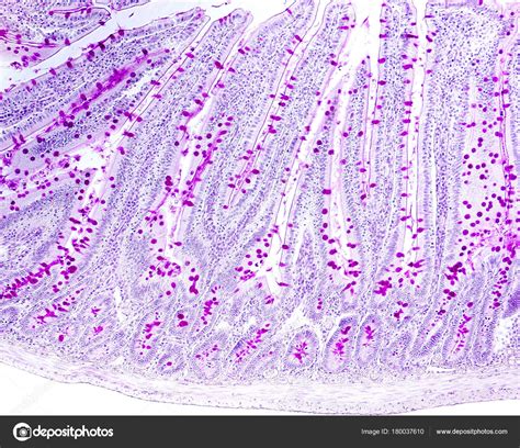 Goblet cells. Small intestine epithelium Stock Photo by ©jlcalvo@ucm.es 180037610