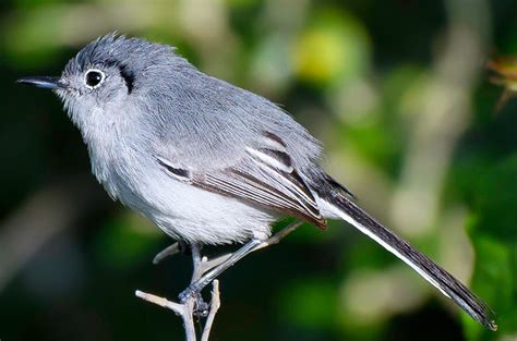 Birds of Cuba – An Internet Field Guide to Rare Cuban Birds