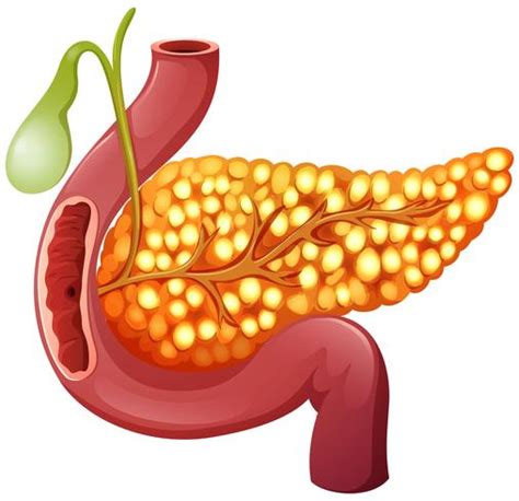 A healthy human Pancreas 303570 Vector Art at Vecteezy