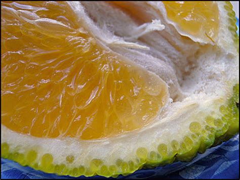 Ugli Fruit - Nutrition Facts, Health Benefits, Recipes, Pictures