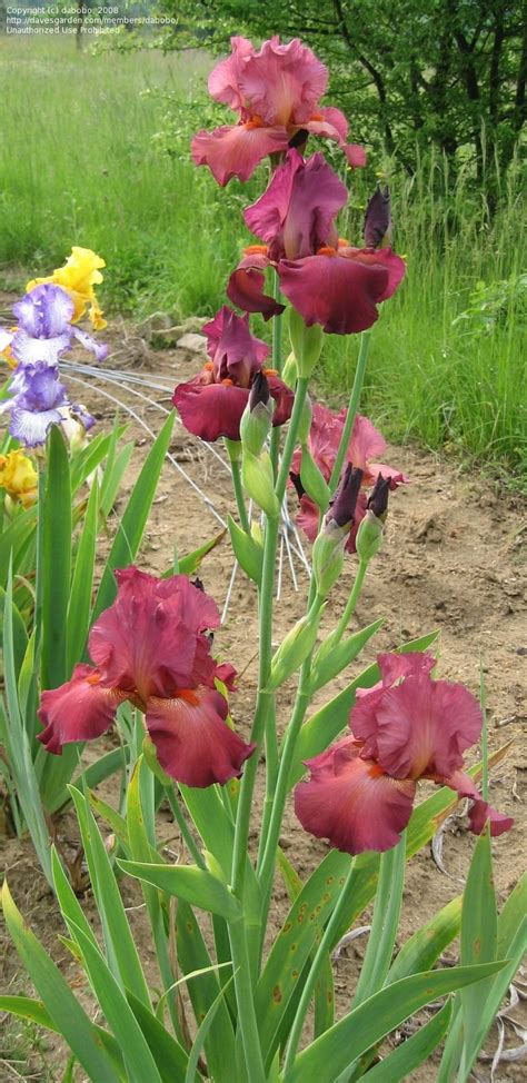 PlantFiles Pictures: Tall Bearded Iris 'Lady Friend' (Iris) by TBGDN