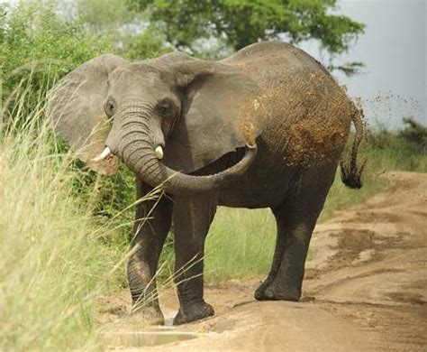 Sudan’s Wildlife Migration Miracle | Archive - U.S. Agency for International Development