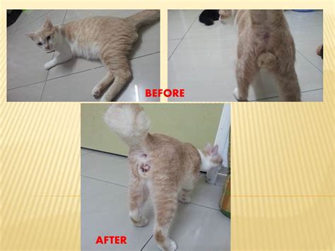 Neutering sponsorship for 1 male cat, Peter (Sri Rahayu Muhd Nor’s) « AnimalCare