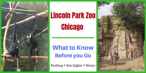 Lincoln Park Zoo Chicago -Parking, Hours, Map & Zoo Lights | Happy Mom ...