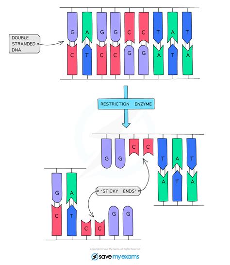 Edexcel IGCSE Biology 复习笔记 5.3.1 The Process of Genetic Engineering-翰林国际教育