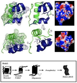 The Mechanism of Enhanced Insulin Amyloid Fibril Formation by NaCl Is Better Explained by a ...