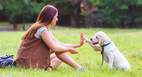 Dog Training Tips: 22 Great Ideas To Help You Train Your Lab in 2020