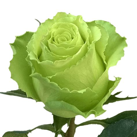 Green Rose Bouquet Pictures
