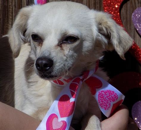 Italian Greyhuahua Dog for Adoption near California, Apple Valley, USA. ADN-35920