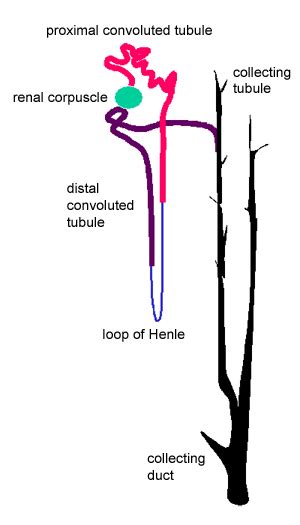 [DIAGRAM] Diagram Of Renal Tubules - MYDIAGRAM.ONLINE