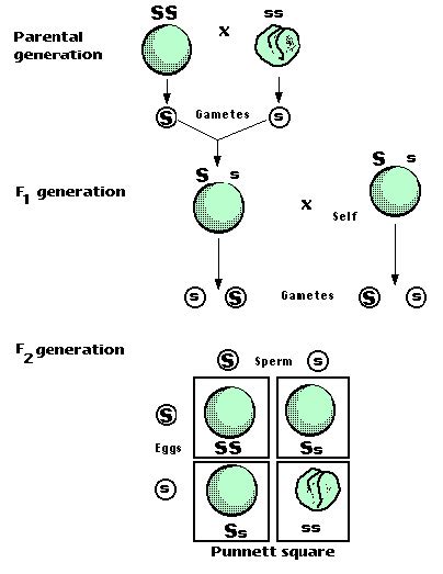 Chapter 14 - AP Biology Review