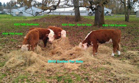 2013 Registered Mini Polled Hereford Calves For Sale – Ag Geospatial NW