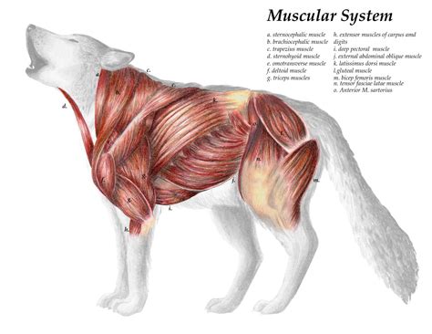 Pin by John on Animal Anatomy Reference | Scientific illustration, Muscular system, Animal sketches