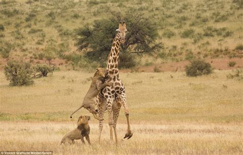 Lions tag team to take down giraffe in Botswana-SA reserve | Daily Mail ...