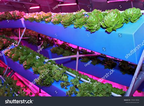 Growing Plants Aeroponics Unique Production Greenery Stock Photo 1705013830 | Shutterstock