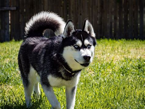 The Samoyed Husky Mix: Temperament, Size, Traits, and More!