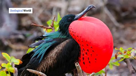 Frigatebird interesting facts - Zoological World