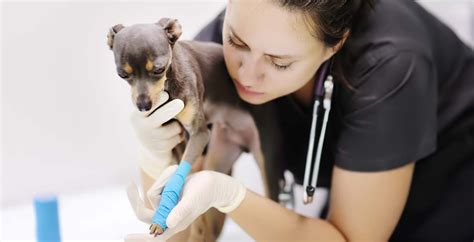 How to Become a Veterinary Technician | YTI Career Institute