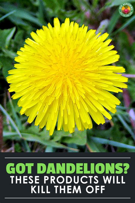 Best Dandelion Killer: 9 Options To Demolish Weeds | Epic Gardening