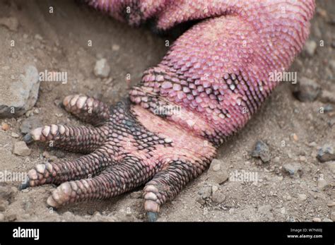 Pink iguana (Conolophus marthae) foot Isabela Island, Galapagos ...