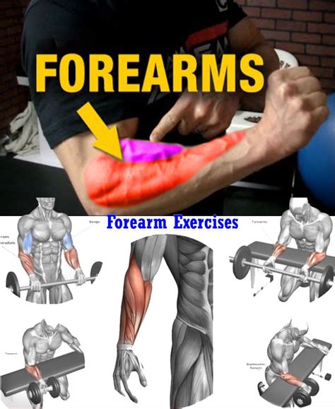 Exercises Forearms | Forearm workout, Shoulder workout, Best forearm exercises