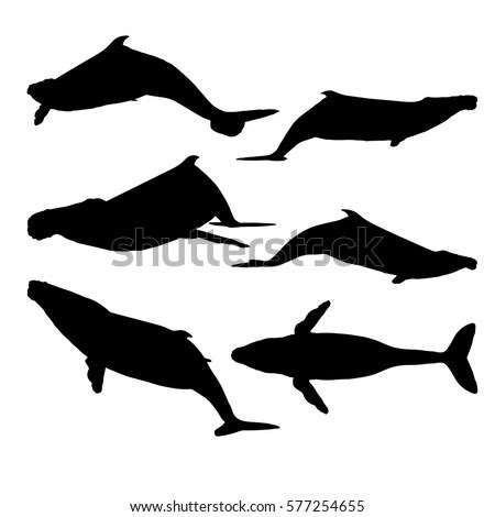 Humpback Whale Silhouette Vector | Download Free Vector Art | Free-Vectors