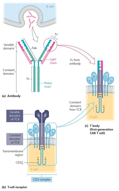 Structure of CAR-T cells – Leukaemia Care e-learning