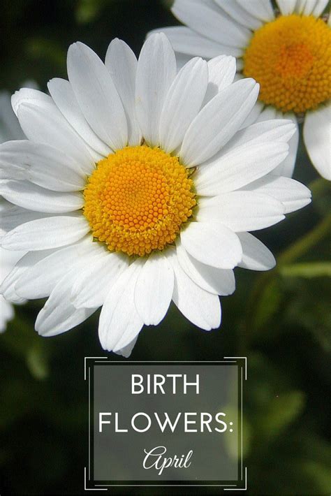 April birth flower: Daisies & Sweet Peas - Growing Family | Birth ...