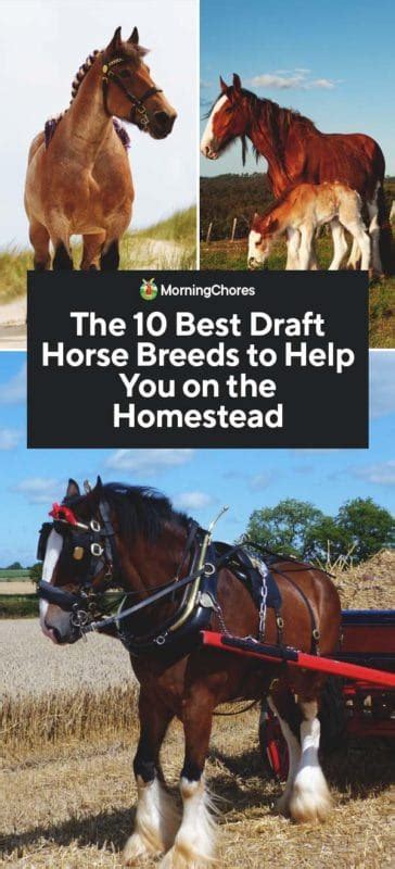 The 10 Best Draft Horse Breeds to Help You on the Homestead