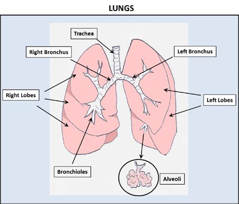 1 Schematic representation of the lung. The lung is composed of five ...