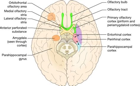 Cranial Nerve 1:Olfactory Nerve