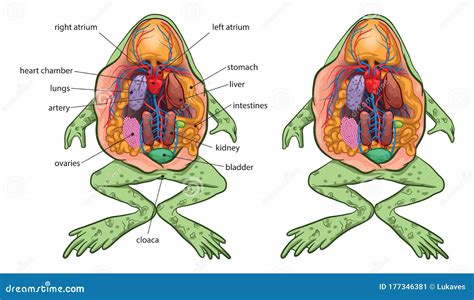 Frog dissection diagrams - shorenibht