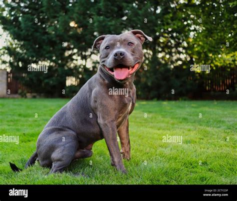 English Staffordshire Bull Terrier Sits in the Garden with Smile on its ...