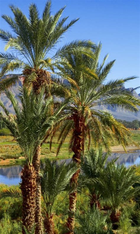 Oasis du Maroc | Deserts of the world, Beautiful places in the world, Beautiful places