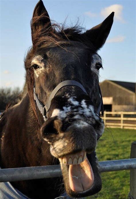 Keeping Your Horse’s Teeth Healthy - Remus Horse Sanctuary