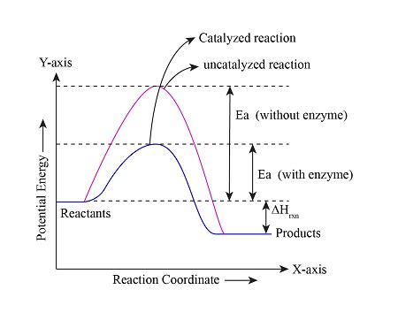 Enzyme Activation Energy Graph