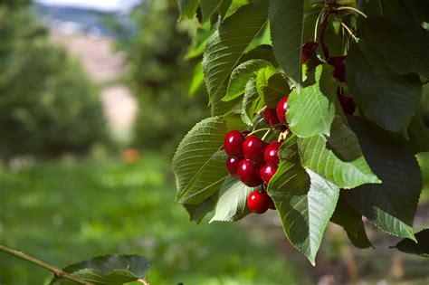 When Does Cherry Season Begin (and End)? - Eat Like No One Else