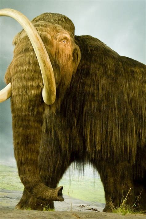 Steppe Mammoth Size