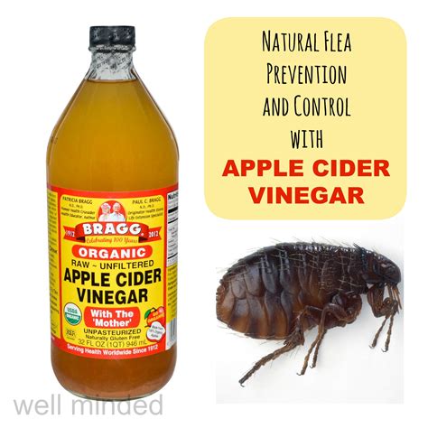 using apple cider vinegar for natural flea prevention and control — well minded pets