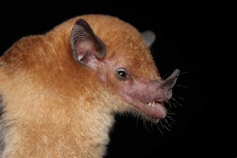 nectar-eating bat [IMAGE] | EurekAlert! Science News Releases