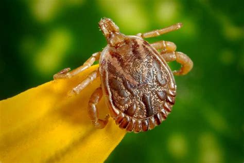 What To Do If You Find A Tick | Purple Clover