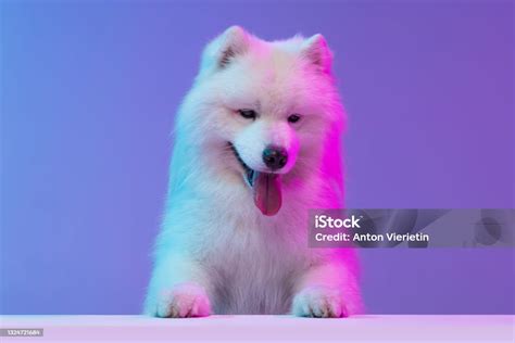 Portrait Of Cute White Beautiful Samoyed Dog Posing Isolated On Blue Background In Pink Neon ...