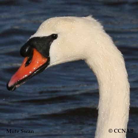 Swan Types - North American Birds - Birds of North America