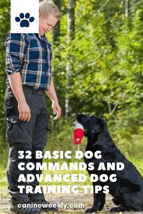 28 Ultimate Dog Training Commands List (Common to Advanced!) | Dog ...