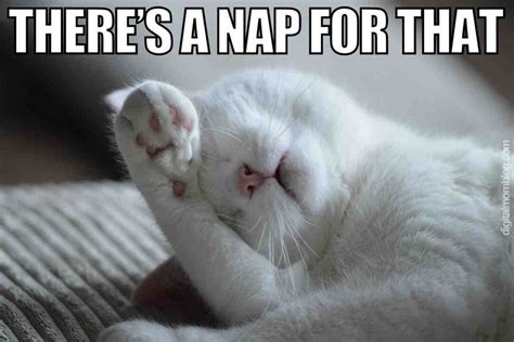 40 Best Nap Memes About Those Mid Day Sleeps