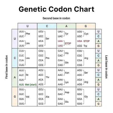 Genetic Codon Chart Painting by Emily Paul - Pixels