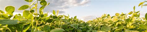 Waterhemp: Herbicide Resistance in Eastern Canada | FMC Ag CA